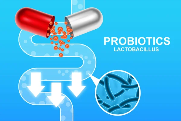 stock vector Probiotics banner template. Probiotic in capsule with digestive system. Microbiome elements with medical pill. Half parts with probiotics granules. EPS10 vector