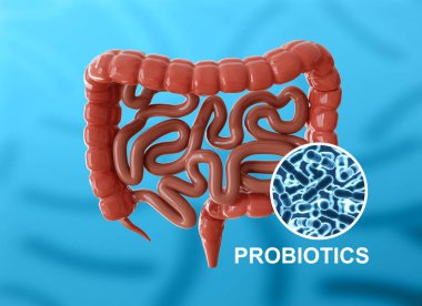 Probiyotikleri olan insan bağırsakları. İnsan mikrobiyomu probiyotikleri. 3d oluşturma