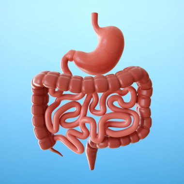 Mavi arka planda bağırsaklar ve mide. Sindirim sistemi. 3d oluşturma