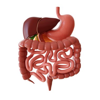 Beyaz arka planda izole edilmiş insan anatomisi sindirim sistemi. 3d oluşturma