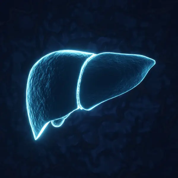 stock image Human liver on blue background. X-ray hologram. Liver for medical poster and banners. 3d-rendering