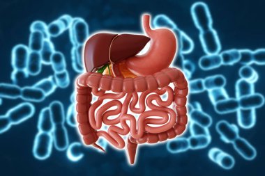 Sindirim sisteminin mikrobiyomu. Bağışıklık için probiyotik hücreler. Sindirim sağlığı. Probiyotiğin arka planında sindirim sistemi var. 3d oluşturma