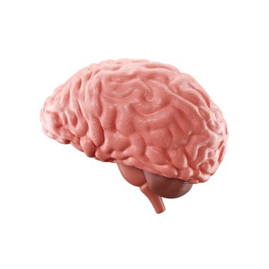 Beyaz arka planda izole edilmiş insan beyni. 3d oluşturma