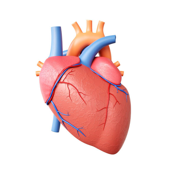 Модель сердца человека изолирована на белом фоне. 3D-рендеринг