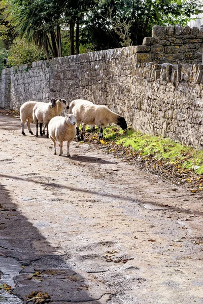 グラモーガン川のヴェイルにあるオグモア城で羊と牧歌的な英語の田園風景 オグモア グラモーガン ウェールズ イギリス — ストック写真