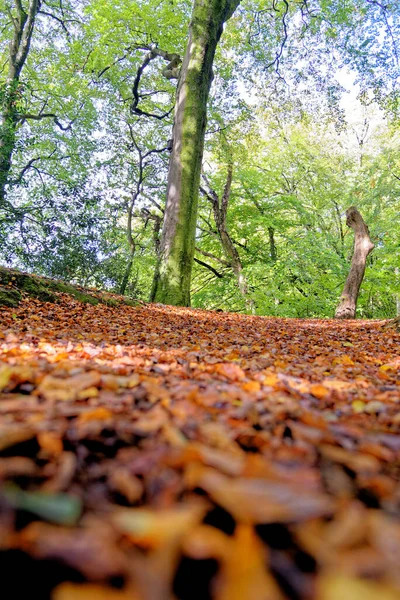English Autumn Landscape Tongwynlais Cardiff Wales United Kingdom Europe 15Th — Stock Photo, Image