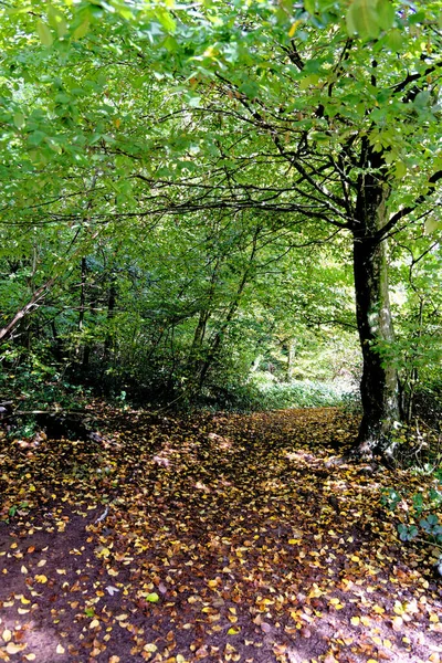 英国威尔士卡迪夫同温拉伊斯的英语秋季景观 2022年10月15日 — 图库照片