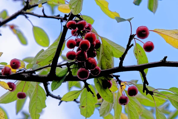Olgun Kırmızı Yaban Elmaları Yaban Elmaları Malus Bir Elma Ağacına — Stok fotoğraf