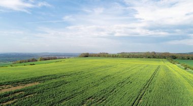 Berkshire - Birleşik Krallık kırsalındaki kolza bakan hava manzarası