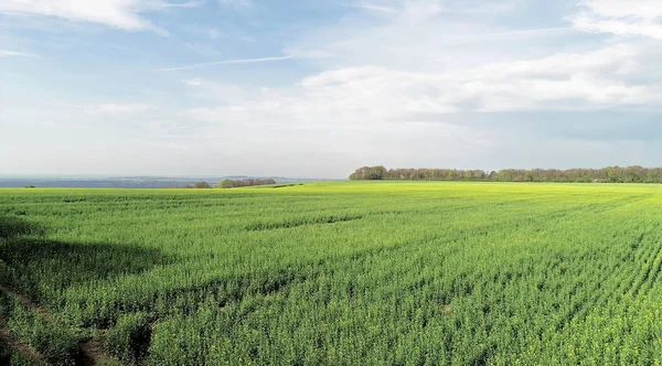 Вид Воздуха Поле Рапса Сельской Местности Беркшира Великобритания — стоковое фото