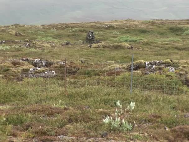 Parque Nacional Islândia Thingvellir Património Mundial Unesco Separação Duas Placas — Vídeo de Stock