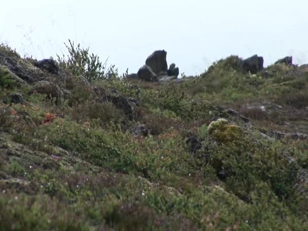 Island Thingvellir Nationalpark Unesco Världsarv Separationen Två Tektoniska Plattor Nordamerikanska — Stockvideo