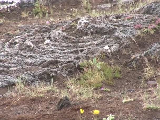冰岛Thingvellir国家公园 Unesco World Heritage Site Secperation Two Tectonic Plates North — 图库视频影像