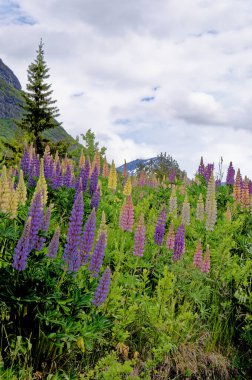 Landscape with green vegetation in the summer time - Andalsnes - Norway. 20.06.2012