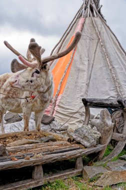 Reindeer at the Nordkapp peninsula in Norway