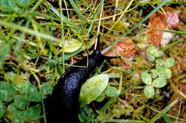 Yukarıdan gelen büyük siyah sümüklüböceğin (Arion ater) siyah şekli. Black Slug, Black Arion, European Black Slug veya Large Black Slug, Arion ater, Arionidae, Mollusca.