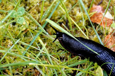 Yukarıdan gelen büyük siyah sümüklüböceğin (Arion ater) siyah şekli. Black Slug, Black Arion, European Black Slug veya Large Black Slug, Arion ater, Arionidae, Mollusca.