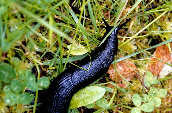 stock image The black form of the large black slug (Arion ater) from above. Black Slug, Black Arion, European Black Slug or Large Black Slug, Arion ater, Arionidae, Mollusca.