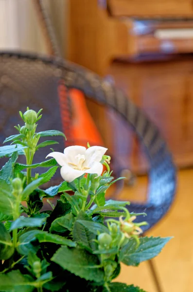 Fioritura Con Fiore Pianoforte Sullo Sfondo Una Casa Epoca Alesund — Foto Stock