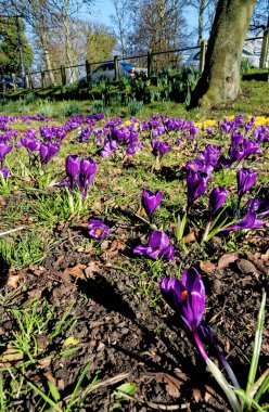 Crocus çiçekleriyle dolu bir tarla. Lytham, Lytham St Annes, Fylde Coast, Lancashire İngiltere 'deki Crocus aroması - 24 Şubat 2023