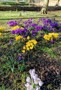 Crocus çiçekleriyle dolu bir tarla. Lytham, Lytham St Annes, Fylde Coast, Lancashire İngiltere 'deki Crocus aroması - 24 Şubat 2023