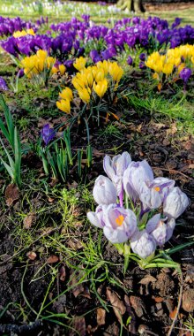 Crocus çiçekleriyle dolu bir tarla. Lytham, Lytham St Annes, Fylde Coast, Lancashire İngiltere 'deki Crocus aroması - 24 Şubat 2023