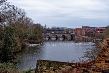 İngiltere, Worcester 'daki Severn nehri üzerindeki Kuğu Sığınağı - 28 Ocak 2023