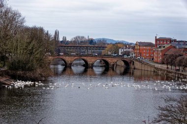 İngiltere, Worcester 'daki Severn nehri üzerindeki Kuğu Sığınağı - 28 Ocak 2023