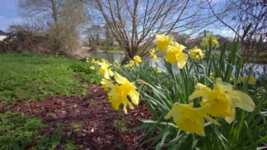 İngiltere 'nin güneyindeki Salisbury yakınlarındaki Yukarı Woodford' da Avon Nehri (Bristol Avon) ile İngiliz bahar manzarası