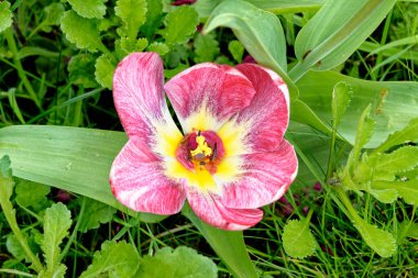 Çiçek açan lalelerin göz kamaştırıcı görüntüsü İngiliz çiçek bahçesinde renkli laleler