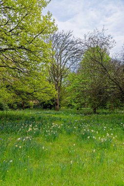 Güzel bahar manzarası - Kamu parkının kırsal kesiminin bahar manzarası - İngiliz manzarası