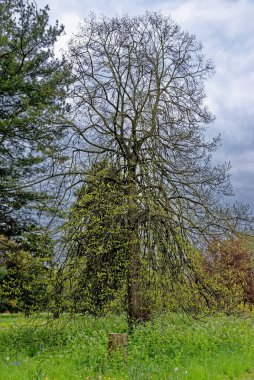 Güzel bahar manzarası - Kamu parkının kırsal kesiminin bahar manzarası - İngiliz manzarası
