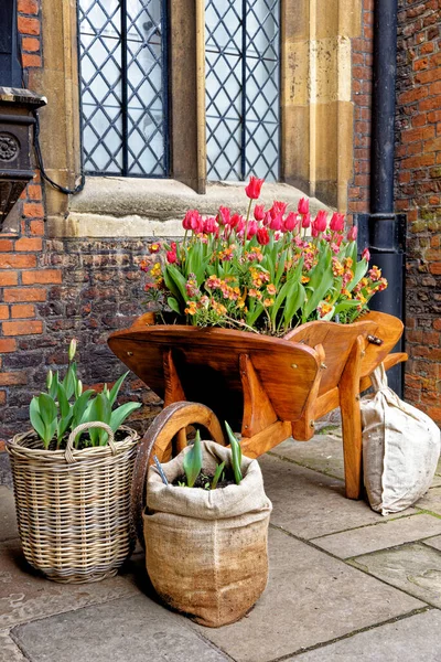 Весеннее Цветение Тюльпанов Цветущие Тюльпаны Английском Цветнике — стоковое фото