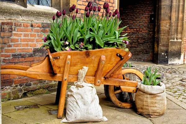 Spettacolare Esposizione Decorazione Del Giardino Primavera Tulipani Fioriti Tulipani Colorati — Foto Stock