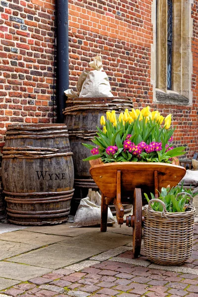 Весеннее Цветение Тюльпанов Цветущие Тюльпаны Английском Цветнике — стоковое фото