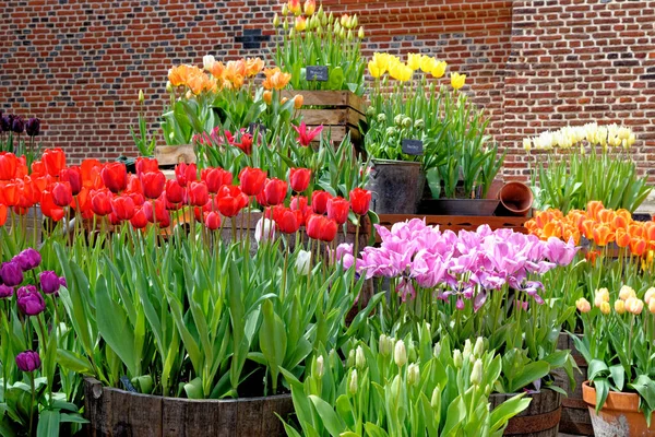 Ефектне Відображення Прикраси Саду Весняні Квітучі Тюльпани Барвисті Тюльпани Англійському — стокове фото