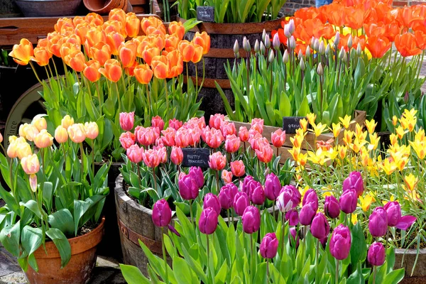 Spektakulär Visning Våren Blommande Tulpaner Färgglada Tulpaner Engelsk Blomsterstuga Trädgård — Stockfoto