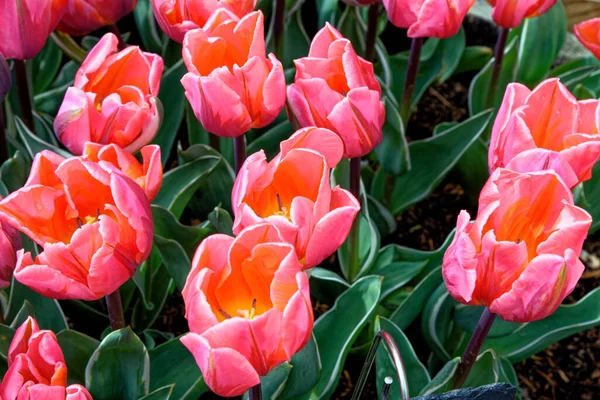 Spettacolare Esposizione Tulipani Fioriti Primaverili Tulipani Colorati Giardino Cottage Fiore — Foto Stock