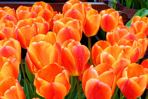 Látványos Tavaszi Virágzó Tulipánok Kiállítása Színes Tulipánok Angol Virágos Házikóban — Stock Fotó