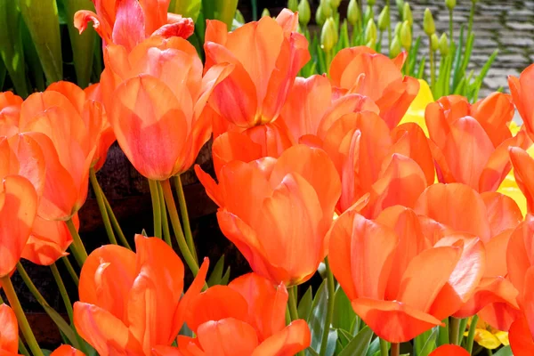 Espectacular Exhibición Tulipanes Florecientes Primavera Tulipanes Coloridos Jardín Casa Campo —  Fotos de Stock