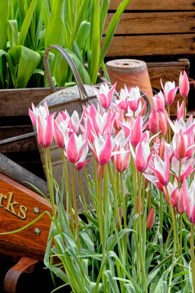 Spektakuläre Gartendekoration Frühling Blühende Tulpen Farbenfrohe Tulpen Englischen Blumengarten — Stockfoto