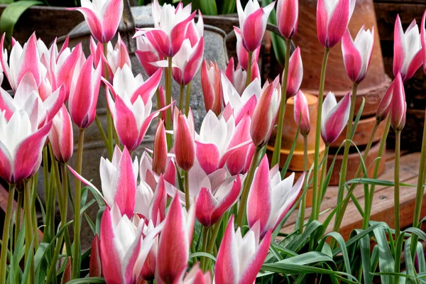 Ефектне Відображення Весняних Квітучих Тюльпанів Барвисті Тюльпани Англійському Квітковому Саду — стокове фото
