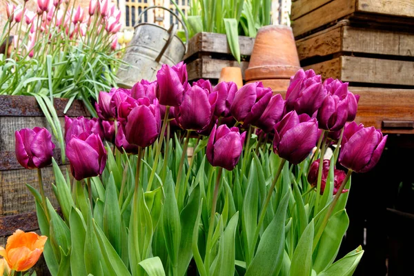 Spectaculaire Affichage Décoration Jardin Printemps Tulipes Fleurs Tulipes Colorées Dans — Photo