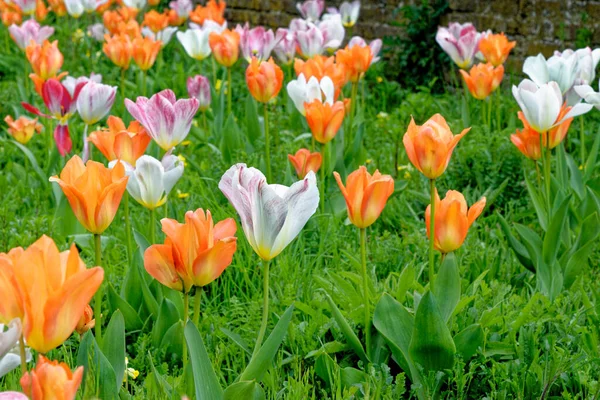 Spektakularny Pokaz Wiosennych Tulipanów Kwiatowych Kolorowe Tulipany Angielskim Ogrodzie Domku — Zdjęcie stockowe