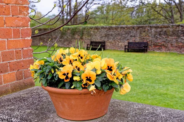 园林装饰理念 春天美丽的英式花园 — 图库照片