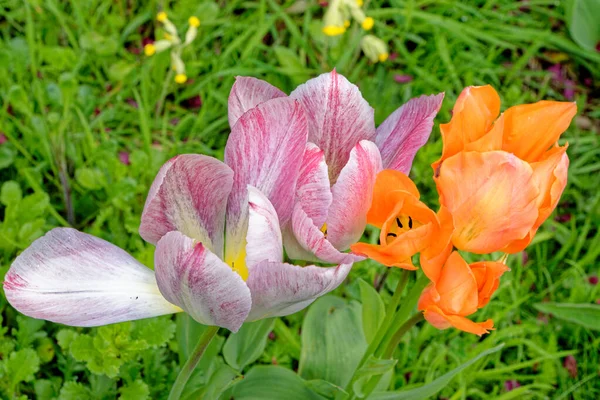 Spectaculaire Affichage Tulipes Fleurs Printanières Tulipes Colorées Dans Jardin Chalet — Photo