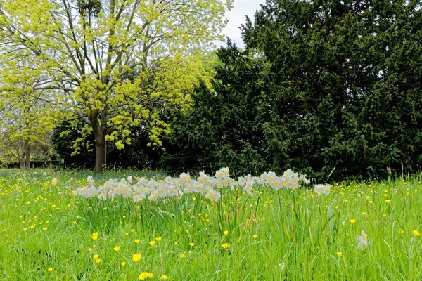 Vackert Vårlandskap Vårutsikt Över Den Offentliga Parkens Landsbygd Brittiskt Landskap — Stockfoto
