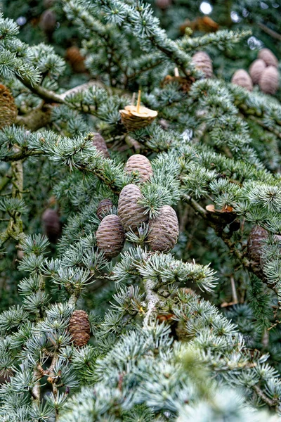 松の木の針とコーンのクローズアップ クリスマスの装飾の背景 針とコーンと松の木の枝 — ストック写真