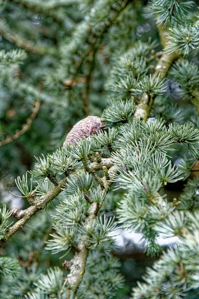 Çam Ağacı Iğneleri Konilerinin Yakın Çekimi Noel Dekorasyonu Arka Planı — Stok fotoğraf