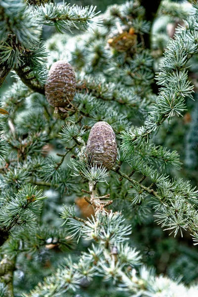 松の木の針とコーンのクローズアップ クリスマスの装飾の背景 針とコーンと松の木の枝 — ストック写真